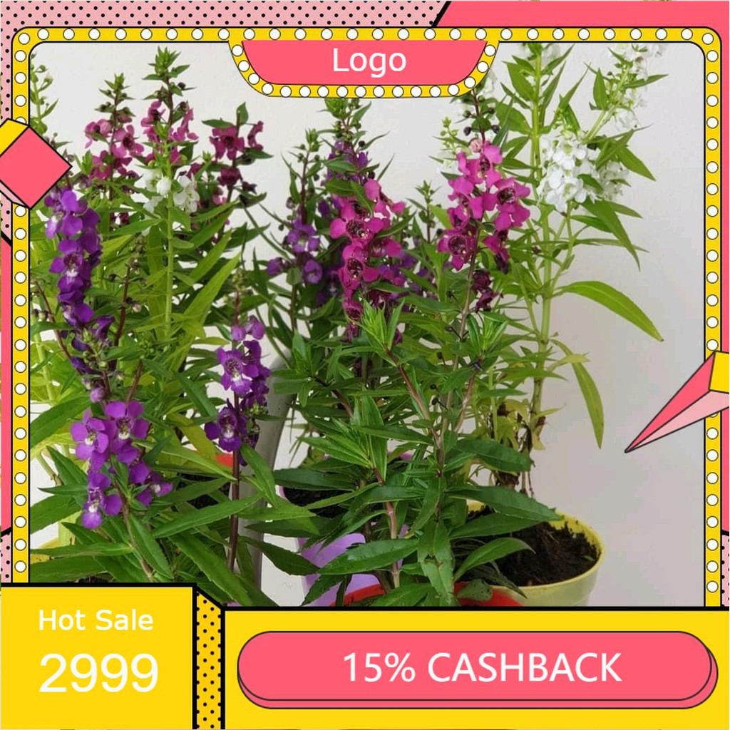 Pohon Lavender Pengusir Nyamuk - Tanaman hias pengusir nyamuk lavender