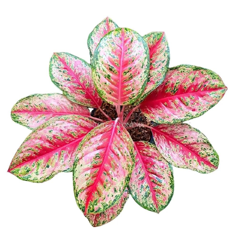 Tanaman Hias Aglonema Sweet Dream - Aglonema Sweet Dream