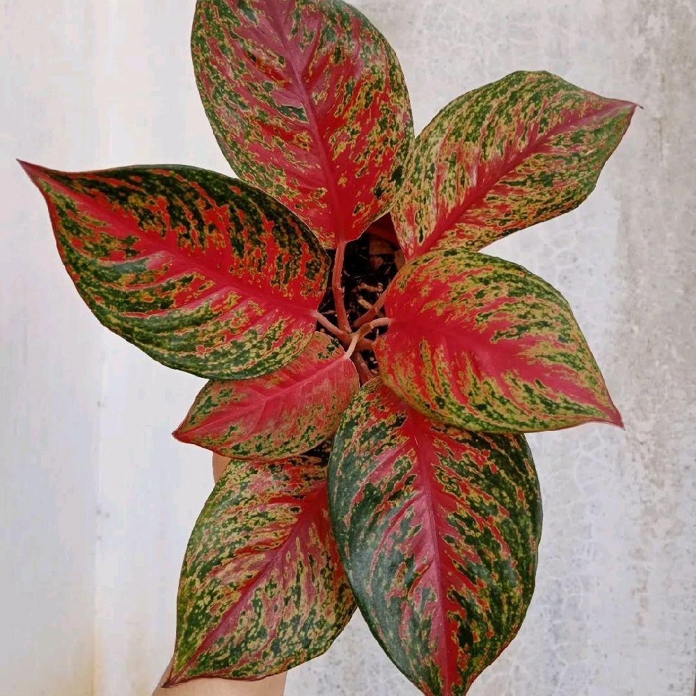 Tanaman Hias Aglonema Red Anita - Aglonema Red Anita