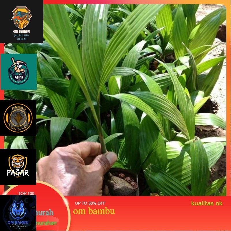 Bibit pinang Unggul Asli Pinang Hibrida Buah lebat Pohon  Pendek Bibit Pinang Hibrida