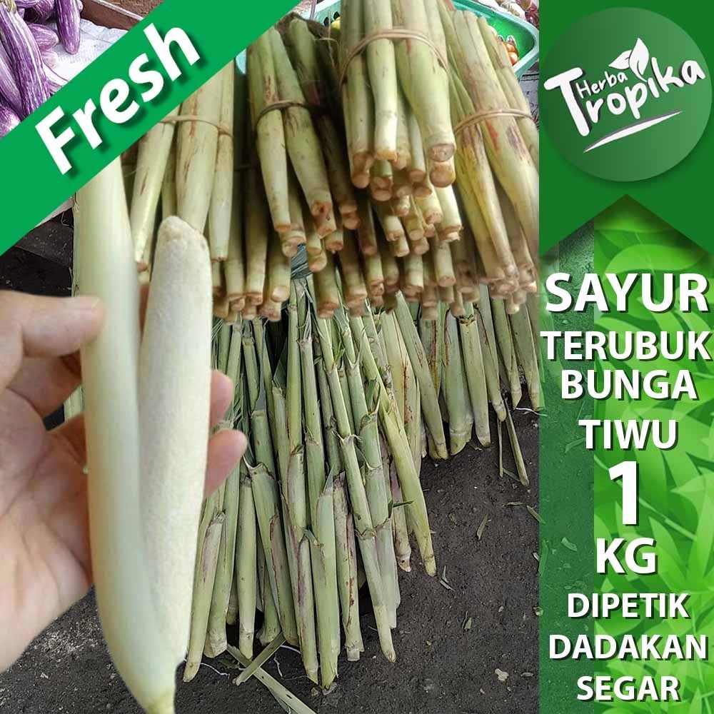 

Terubuk Endog tiwu Sayuran enak 1 kg Segar toko herba tropika