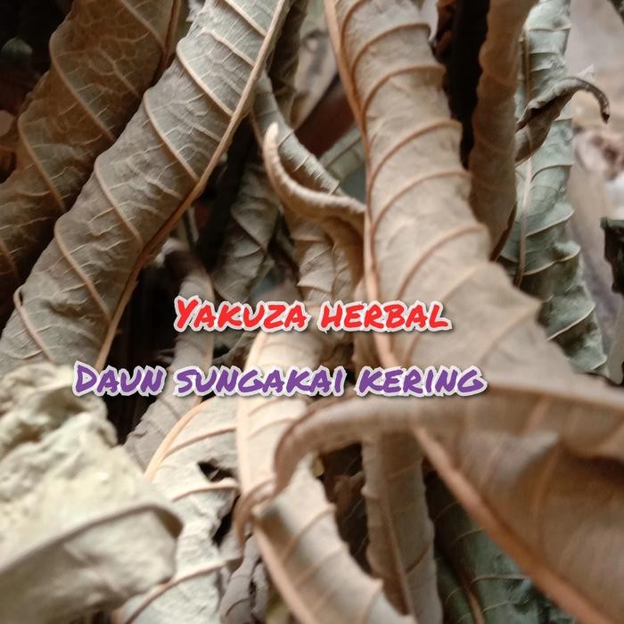 

Herbal daun Sungkai kering