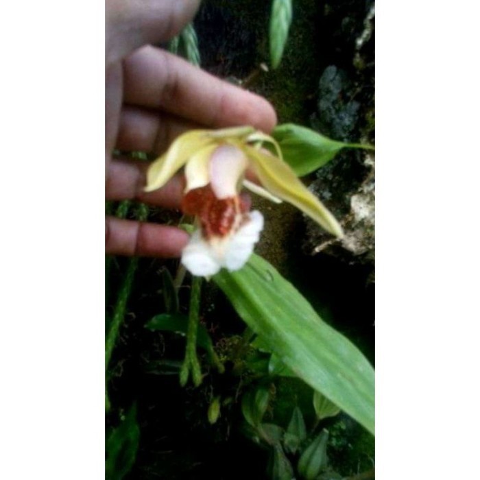 

silahkan COD Anggrek coelogyne speciosa spesies Terlaris