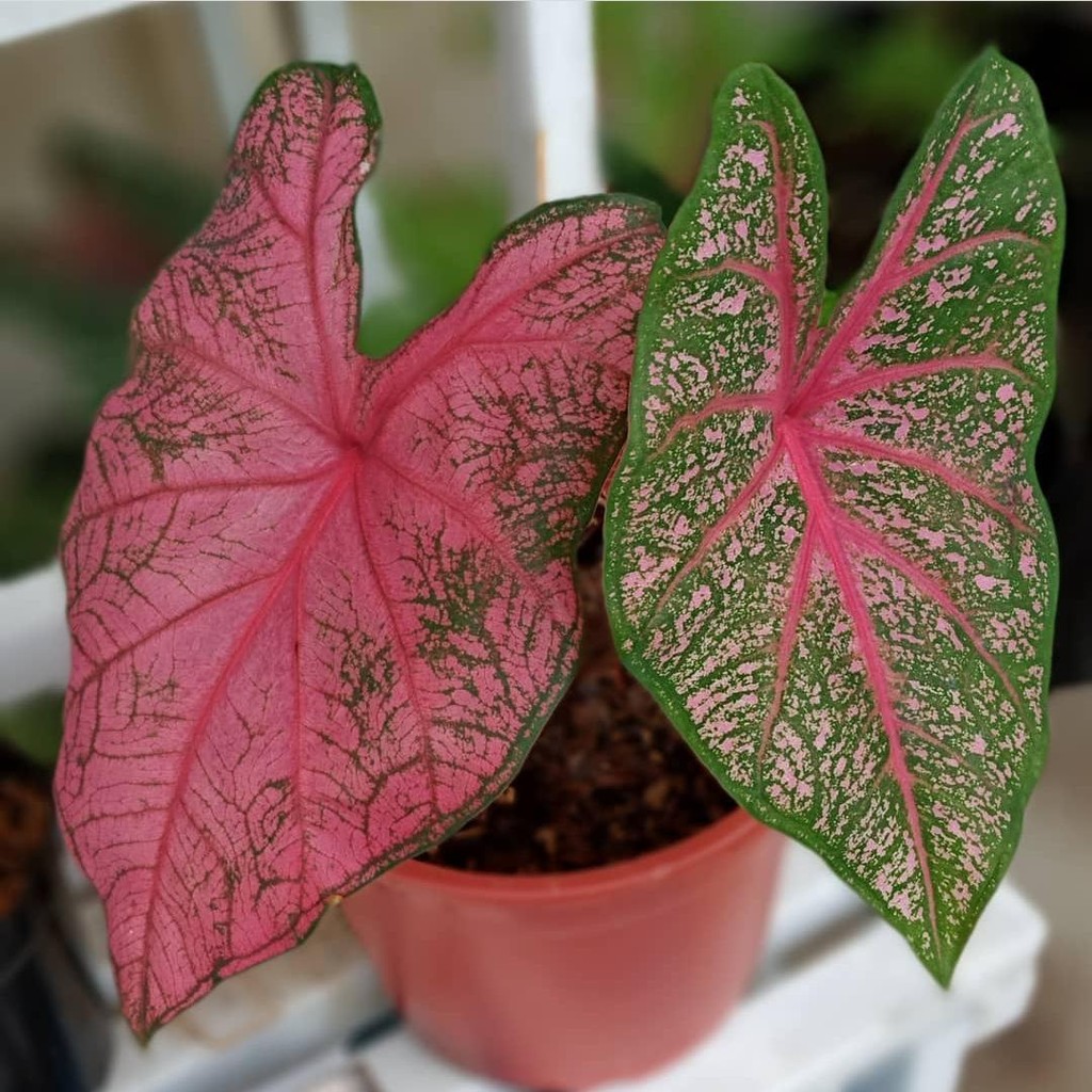 Tanaman hias caladium hybird - caladium Faniemunson - keladi hybrid