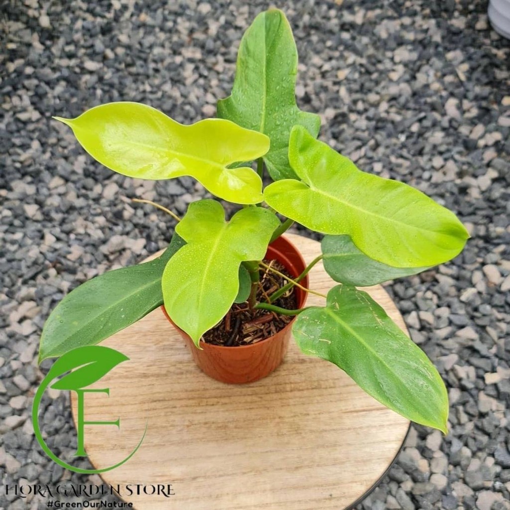 Tanaman Hias Philodendron Violin Golden - Violin Golden - Philodendron