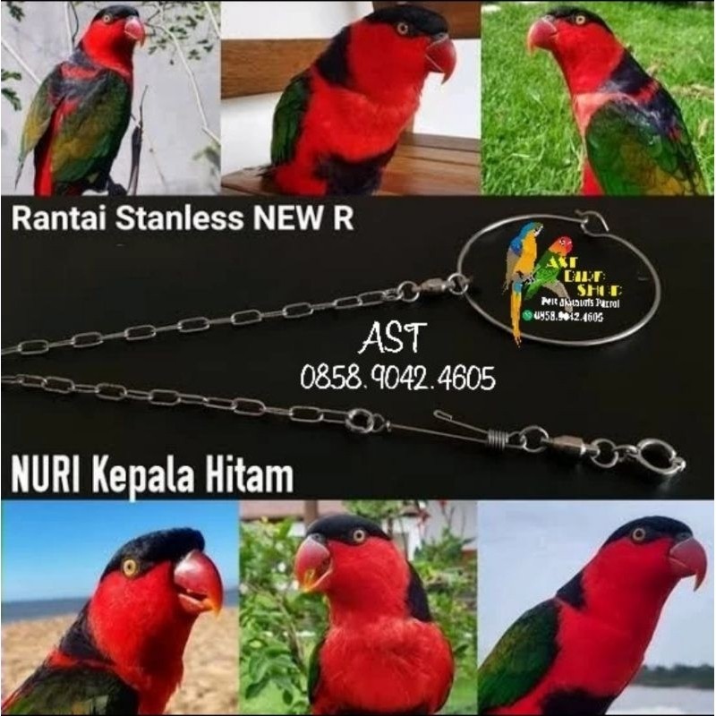 Rantai stainless burung nuri kepala hitam