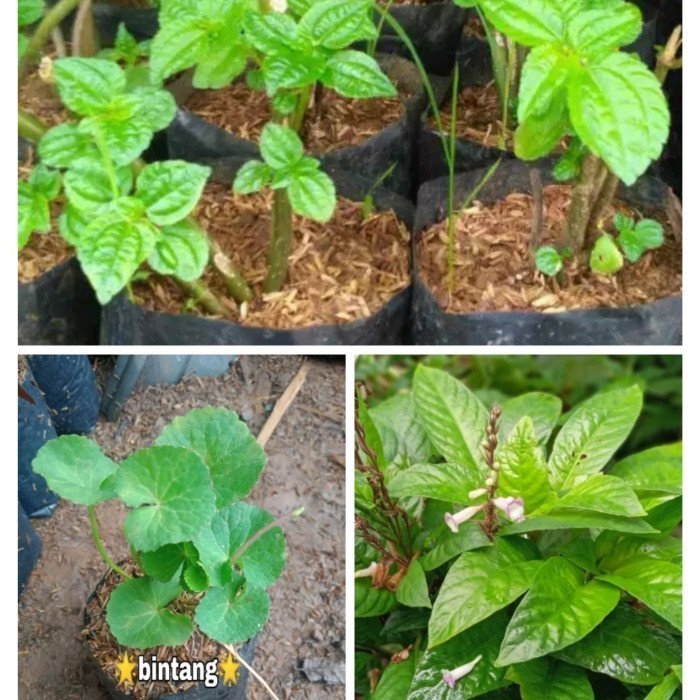 

Terbaik Paket Hemat Tanaman Lalapan Sunda(pohpohan/pegagan/rende) Herbal COD