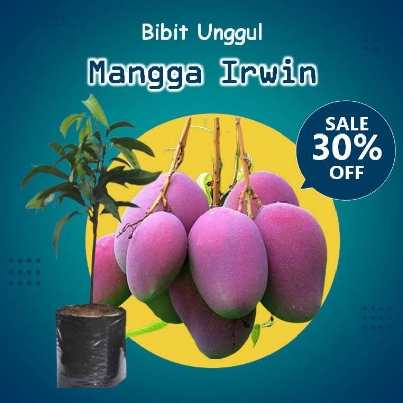 BIBIT / POHON MANGGA IRWIN SAMBUNG PUCUK SUPER MANIS CEPAT BERBUAH SIAP TANAM