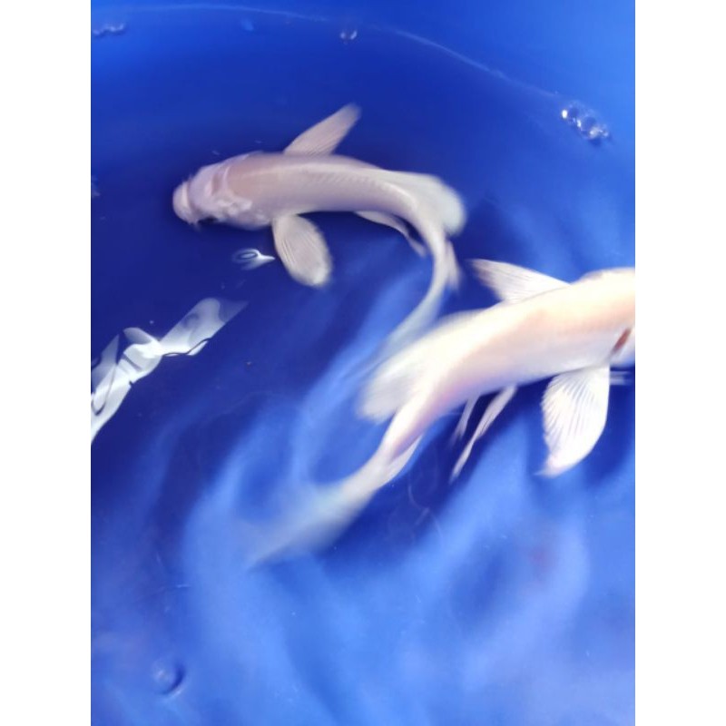 Hiasan Paket Isi 5 Ekor Koi Slayer Platinum Putih Size 8 Cm
