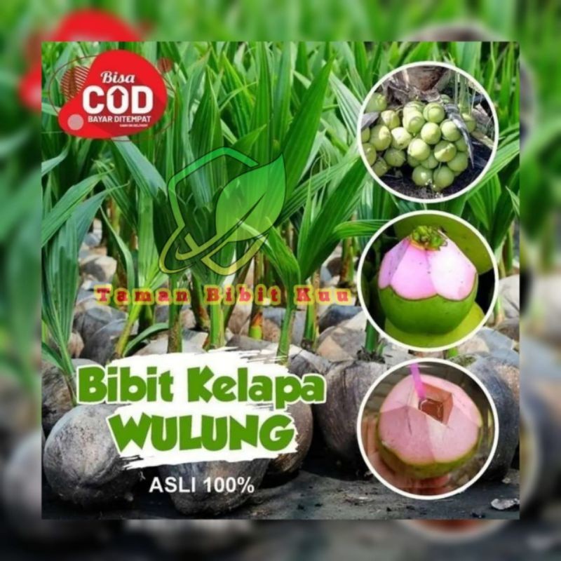 Bibit Kelapa Wulung Hijau Originall Pendek Cepat Berbuah