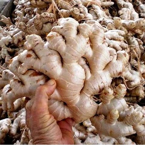 

Jahe Gajah Segar 1 kg Bersih Asli Herbal Alami