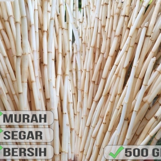 

AKAR ALANG ALANG, akar alang alang segar herbal