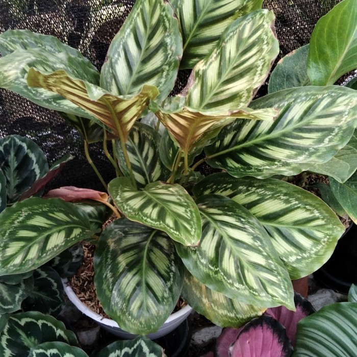 calathea flamestar