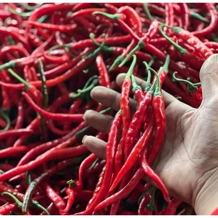 

Paket Cabe/Cabai Merah Kerting Fress Berat 1 Kg Termurah