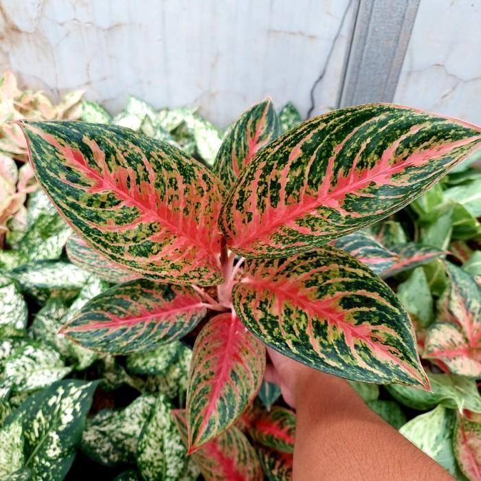 Aglonema Red Metalik - Aglo - Aglonema Murah - MURAH