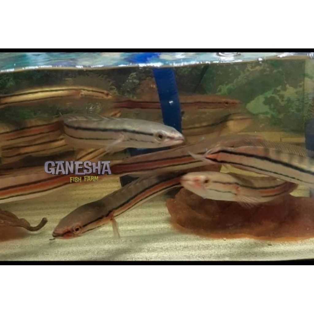 TOMAN UKURAN 12-13 CM UP KANA