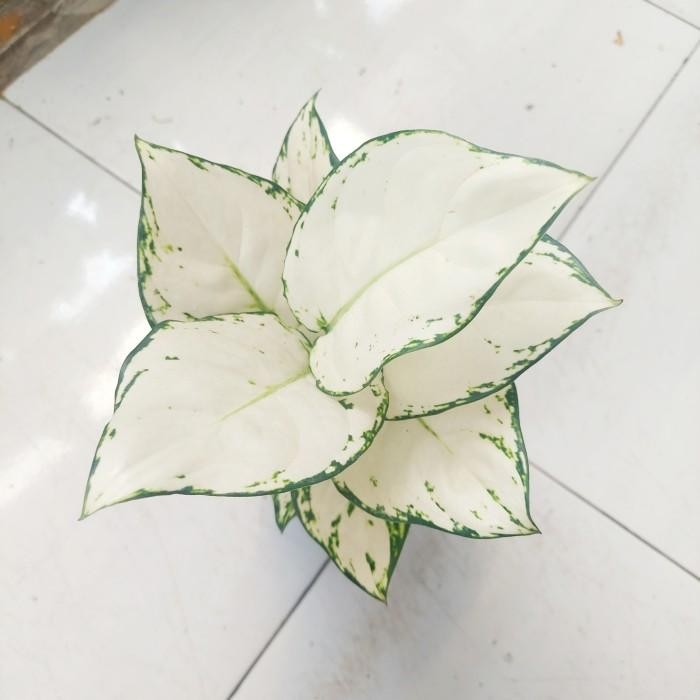 Aglonema Super White Besar - Aglo - Aglonema PROMO MURAH