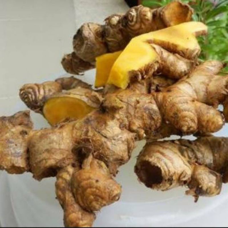 

Bangle I Panglai I Segar Murah Original Bisa Buat Bibit Juga