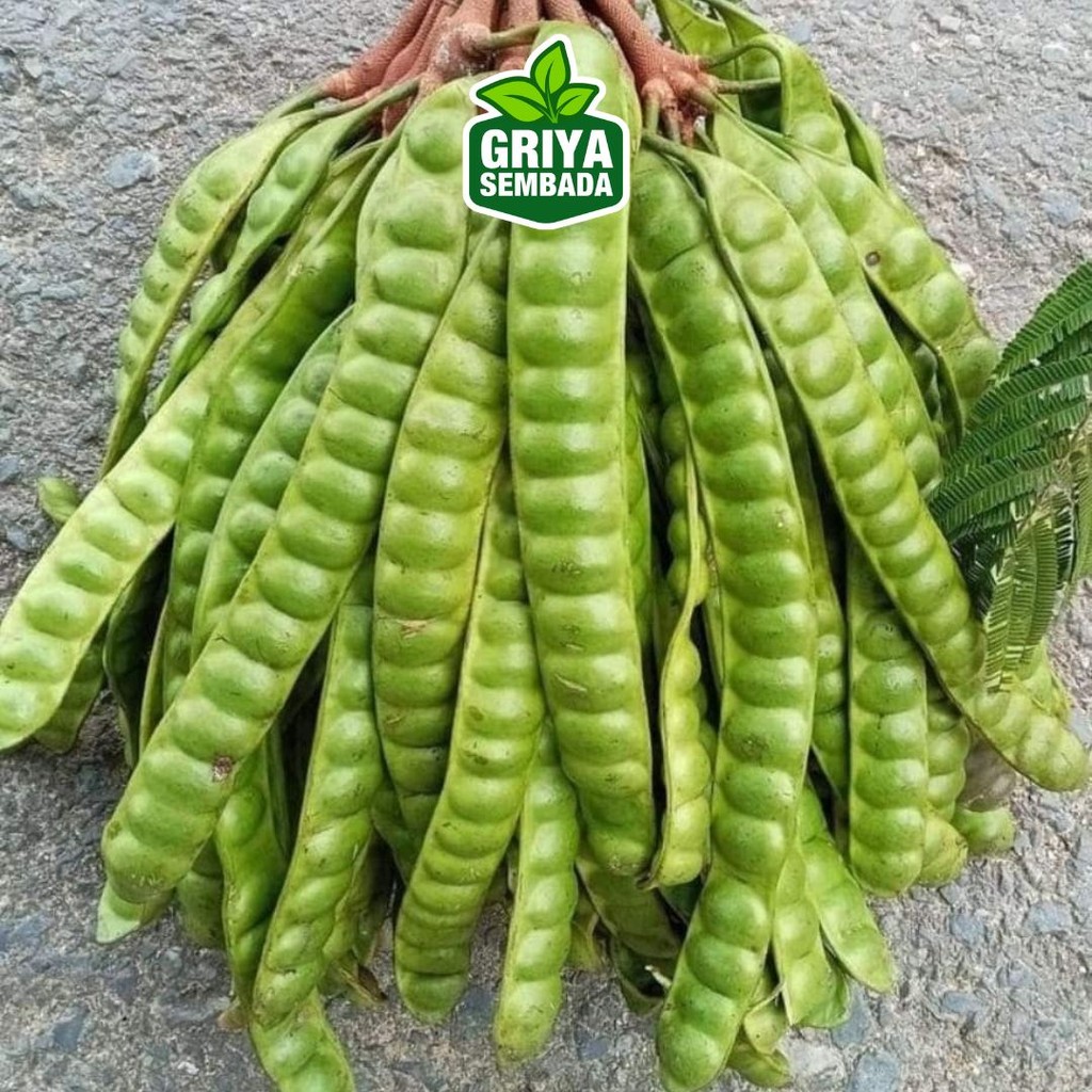 

Pete Enak Per 10 Lonjor segar Kirim Instant /Sameday/Grabfood