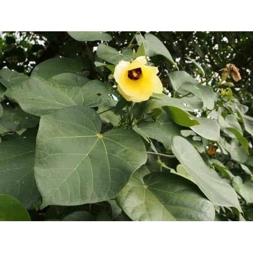 

Daun Waru - Obat Amandel - TBC