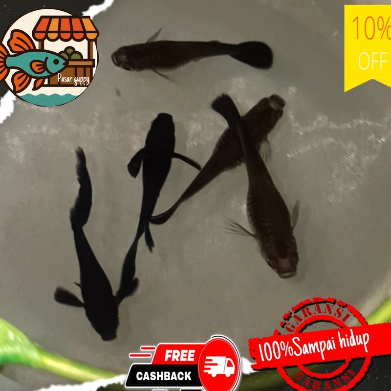 Hiasan aquarium Guppy Black Moscow 4 BETINA 2 jantan