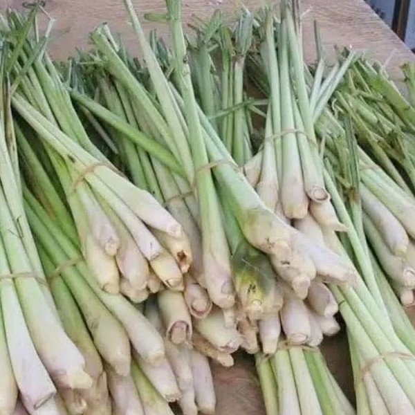 

cod Sereh Segar - 500 gram tanaman herbal obat tradisional rempah rempah ,TS