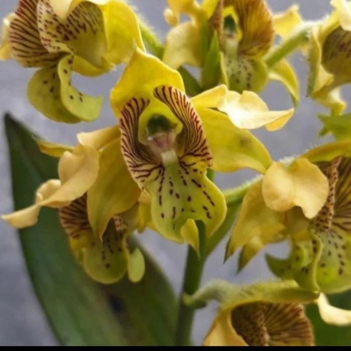 Anggrek dendrobium macrophyllum