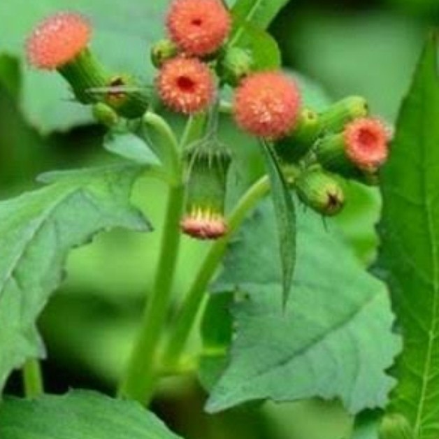 

New Promo daun salintrong /ejle segar untuk kesehatan,per 1kg A.S R. N