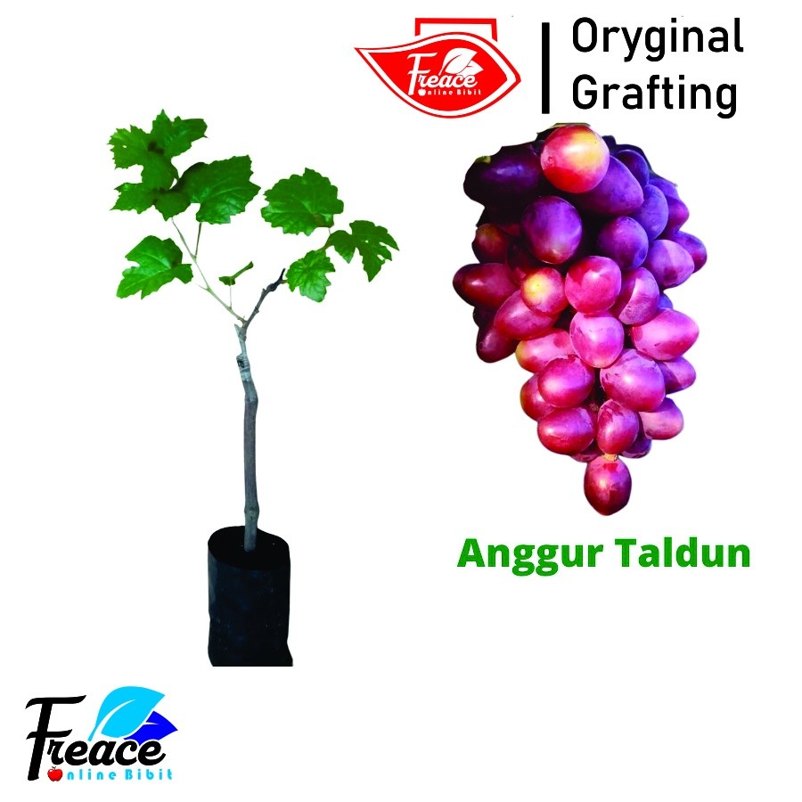 Bibit Anggur Import Taldun || Tanaman Anggur Taldun || Anggur Taldun