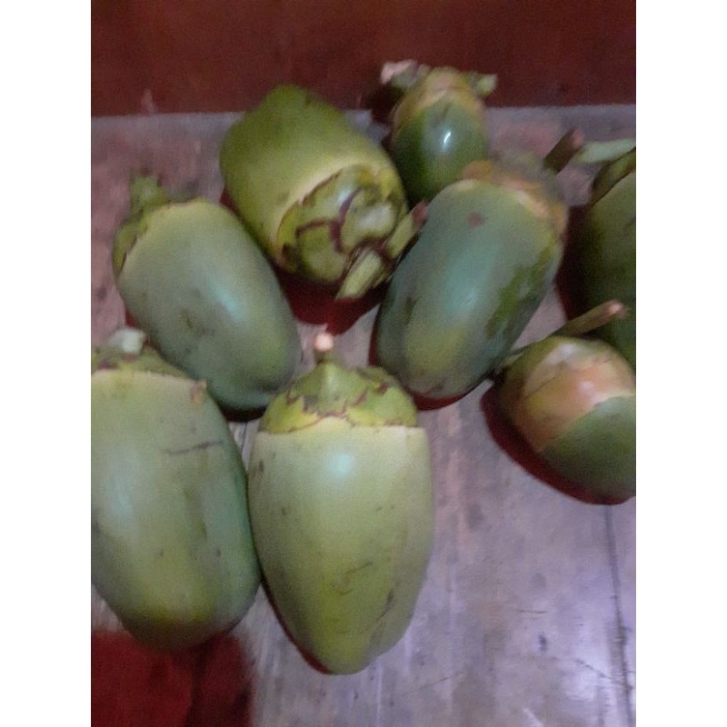 

New Bluluk klapa' tmbuluk klapa kcil ..