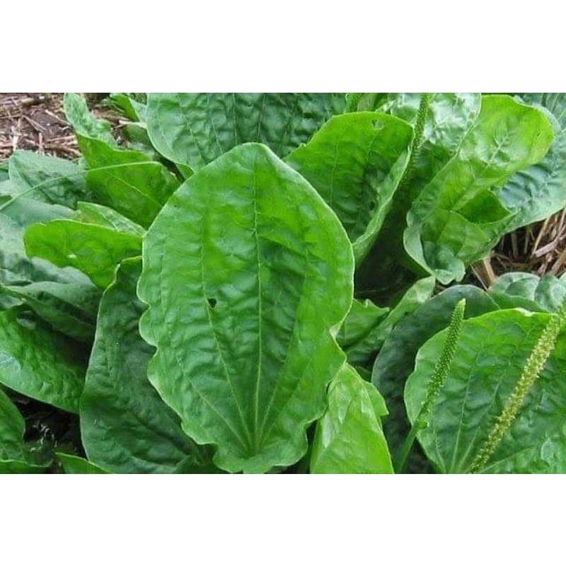 

Daun sendok daun kiurat segar 500 gr