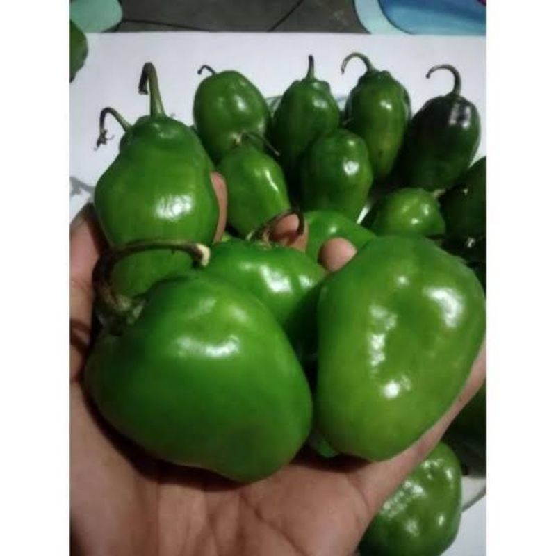 

TERLARIS cabe bendot gendot segar 1kg