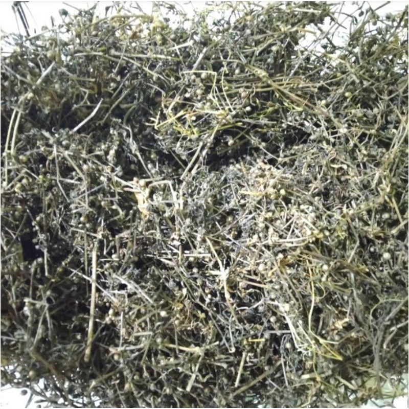 

Rumput Mutiara Kering Asli 100gr