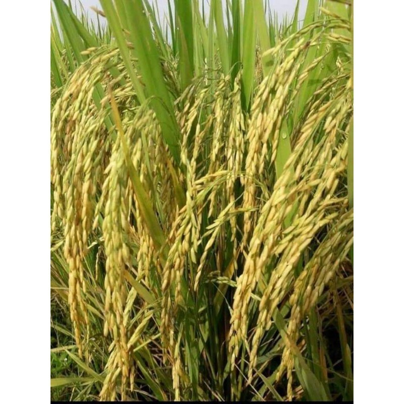 Benih padi trisakti 5kg