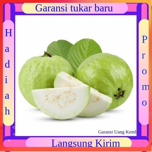 

Jambu Kristal 1 kg Buah Buahan Bersih Fresh Souvenir