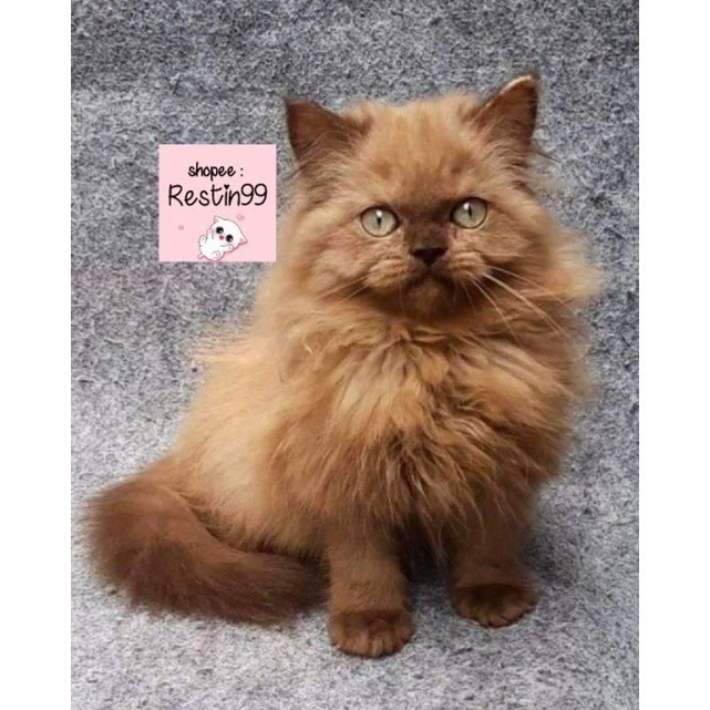 anak kucing kitten  long hair / persia / bukan mainecoon / Himalaya  / restin99