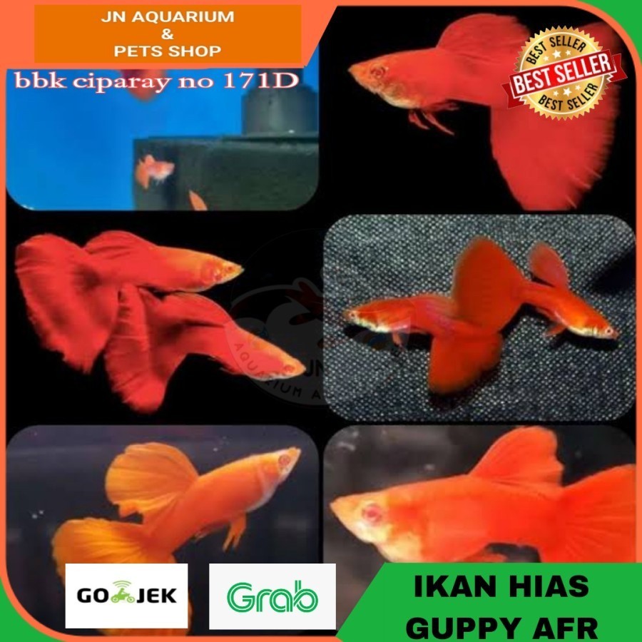 IKAN HIAS GUPPY AFR / IKAN HIAS AIR TAWAR AQUARIUM