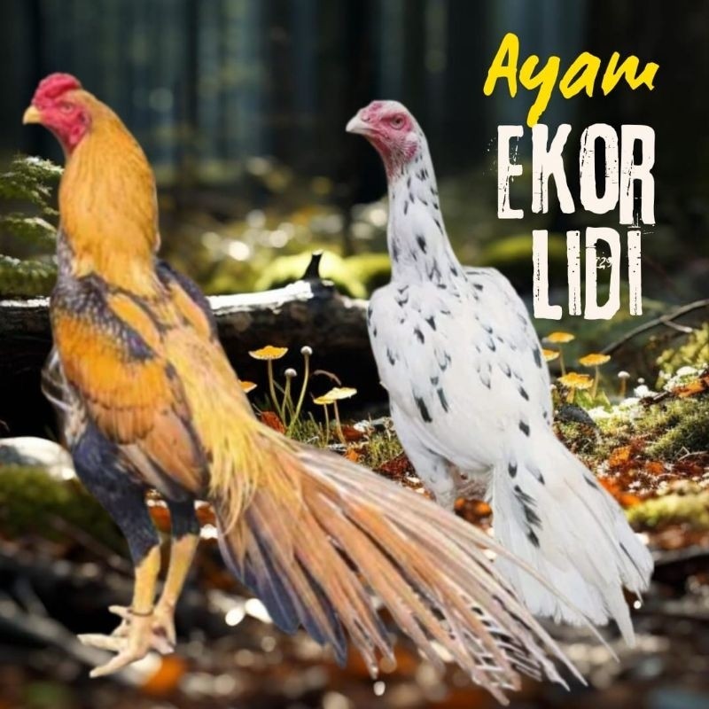 

telur ayam ekor lidi super petarung bisa untuk di tetaskan