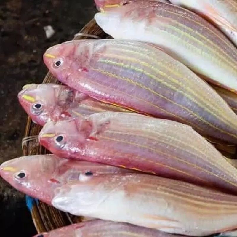 

Ikan Kerisi / Ikan Kurisi / Ikan Tuyul / Berat 500 gram