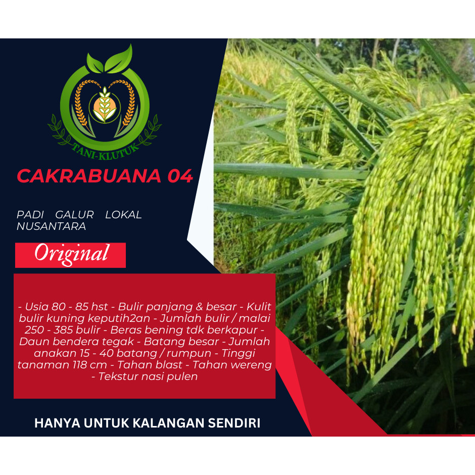 BIBIT/ cakrabuana 04 benih padi 5kg ORIGINAL PRODUK