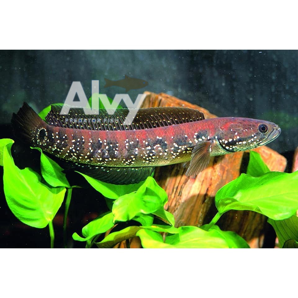 Premium quality channa asiatica REDSTIP PURE Rs,Rsws,Ws chana gabus Bergaransi hiasan aquarium