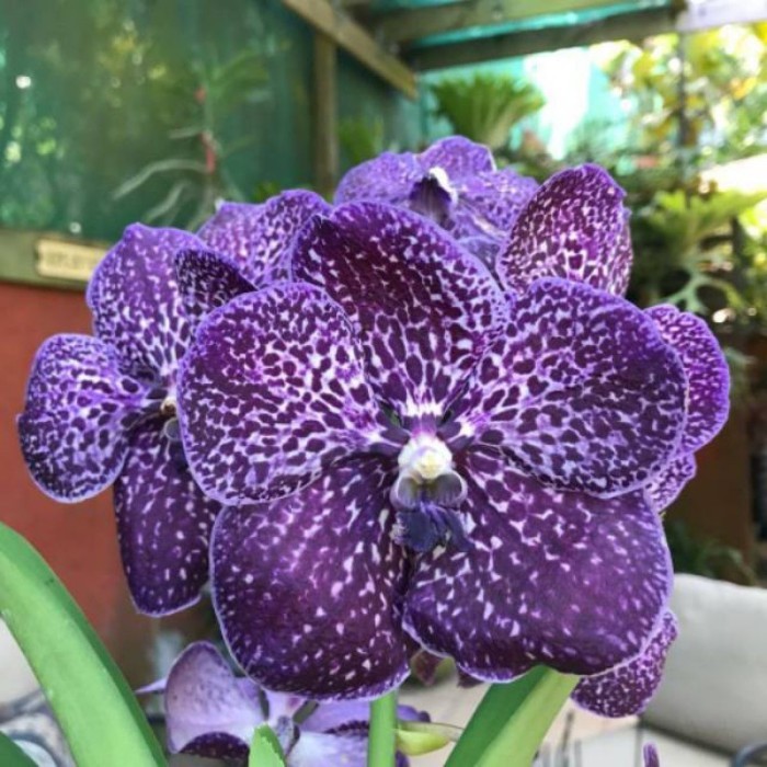 ANGGREK DENDROBIUM MAWAR BLUE Spike/Knop JUMBO Termurah