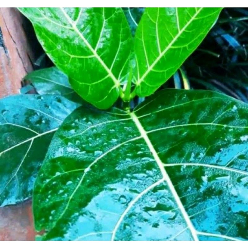 

promo Daun Awar Awar segar 1 kg / daun herbal kualitas segar dan terbaik