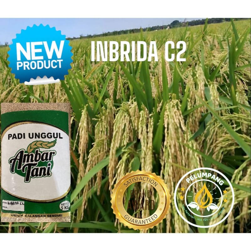 benih padi inbrida C2
