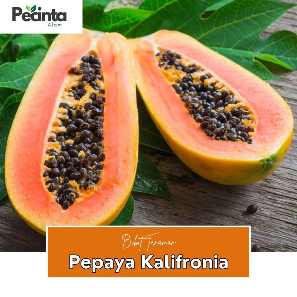 Bibit Pepaya California siap tanam