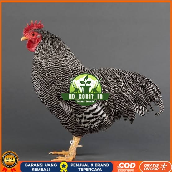 

Telur ayam barred plymouth rock / telur ayam hias fertil siap tetas UD_GOBIT_ID