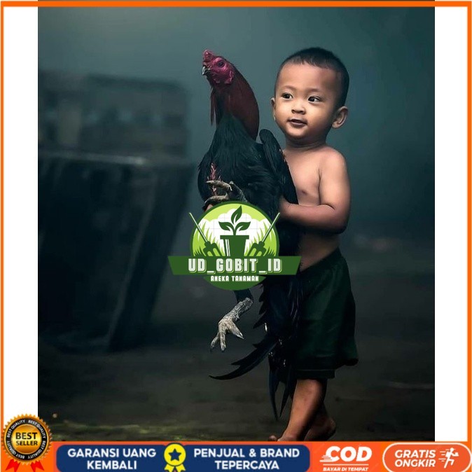 

5 BIJI TELUR RAJA SAIGON PROMOO KERAS.MURAHH UD_GOBIT_ID