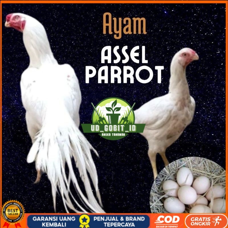 

telur ayam hias assel parrot untuk di tetaskan UD_GOBIT_ID