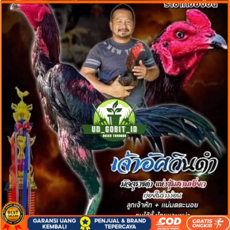 Telur fertil ayam pakhoy full brakot brutal / COD UD_GOBIT_ID