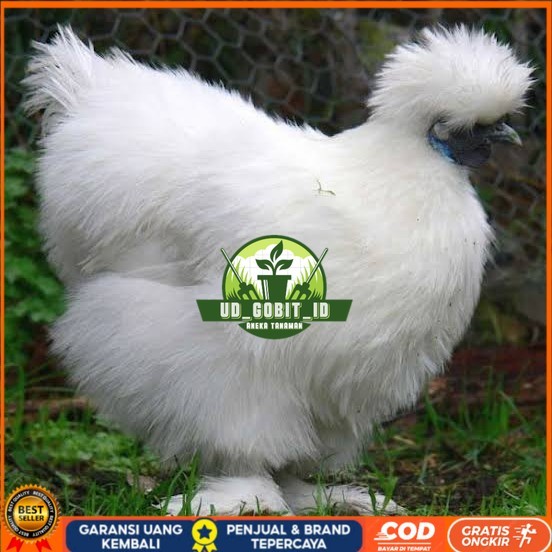 

Telur ayam kapas hias siap ditetaskan UD_GOBIT_ID